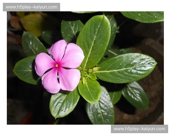长春花海里的逐梦足迹：富力地产与长春亚泰的绿色情缘